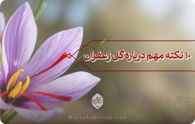 گل زعفران: 🌺 10+ نکته مهم که باید درباره آن بدانید!