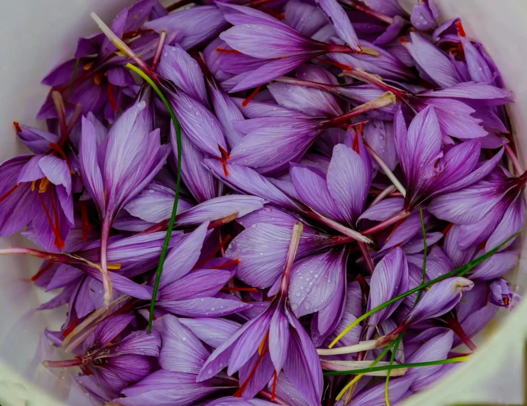گل زعفران از نمای بالا