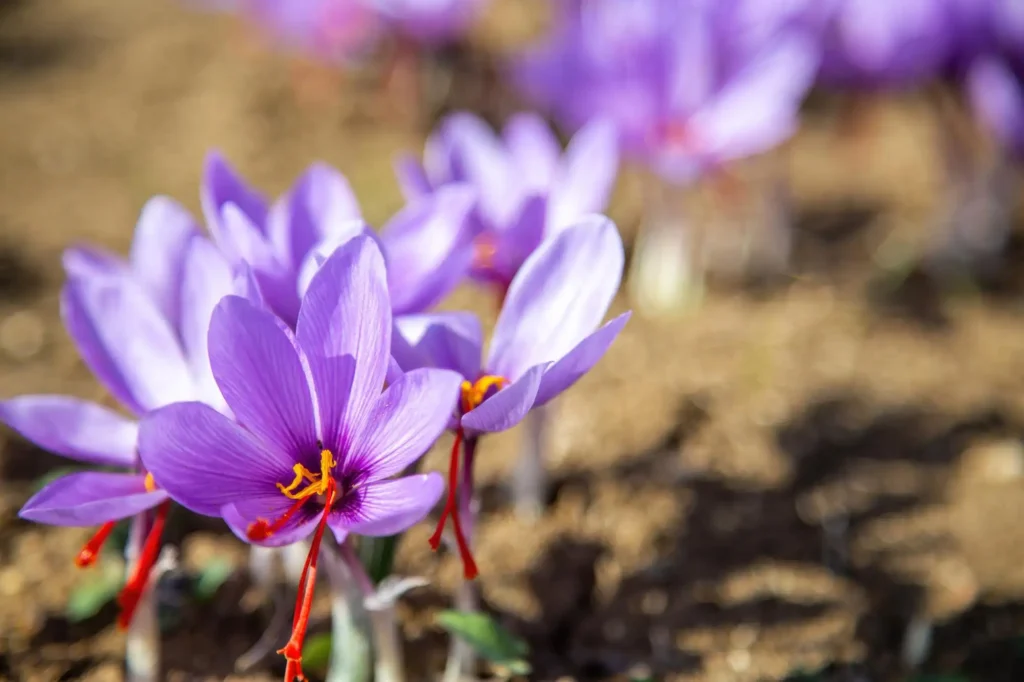 مزرعه گل زعفران از نمای نزدیک