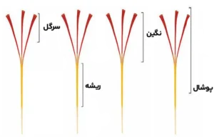 نوع زعفران